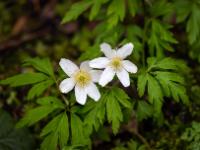 Buschwindröschen Duo